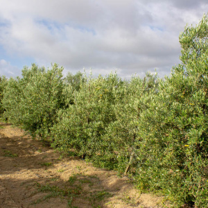 Arróniz Clon I-65<sup>®</sup> Líneo