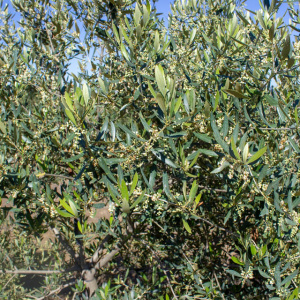 I-13<sup>P</sup> Detalle