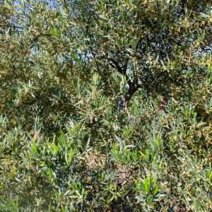 I-44<sup>P</sup> Detalle