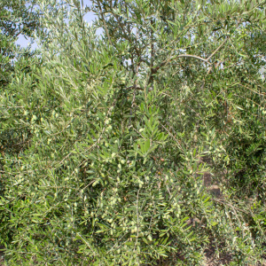 I-28<sup>P</sup> Detalle