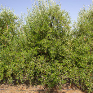 I-31<sup>P</sup> Árbol