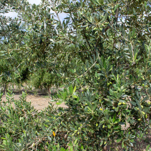 Picudo I-59<sup>®</sup> Detalle