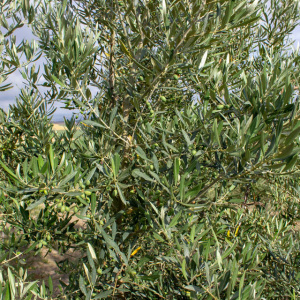 Picual I-11<sup>®</sup> Detalle