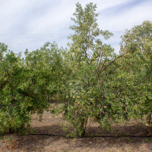 Blanqueta Clon I-55<sup>®</sup> Árbol