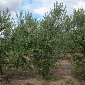Leccino I-117<sup>®</sup> Árbol