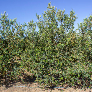 I-17<sup>P</sup> Árbol