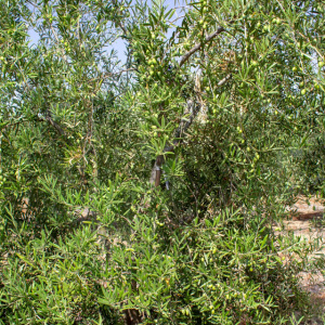 I-36<sup>P</sup> Detalle