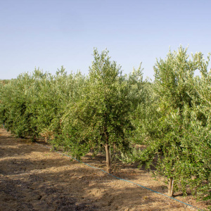 I-15<sup>P</sup> Líneo
