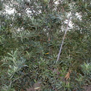 Galega I-116<sup>®</sup> Detalle