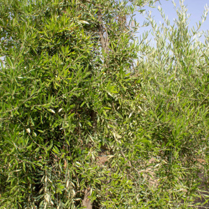 I-20<sup>P</sup> Detalle