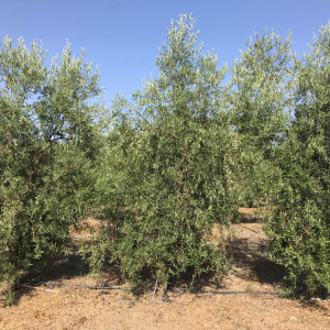 I-46<sup>P</sup> Árbol
