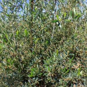 I-16<sup>P</sup> Detalle