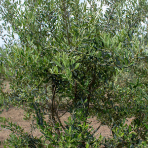 Leccino I-117<sup>®</sup> Detalle
