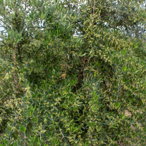 I-30<sup>P</sup> Detalle