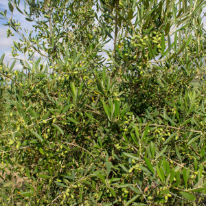 I-33<sup>P</sup> Detalle