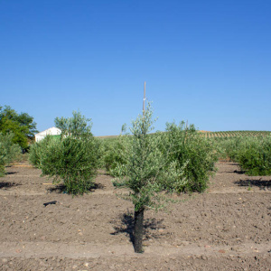 Lechín De Granada I-121<sup>®</sup> Árbol