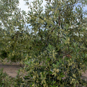 Picudo I-59<sup>®</sup> Detalle
