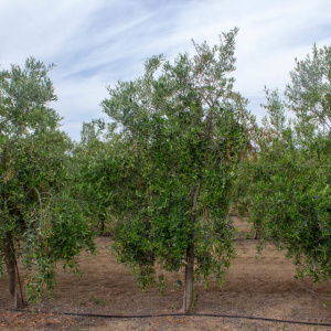 I-20<sup>P</sup> Árbol