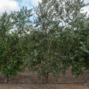 Galega I-116<sup>®</sup> Árbol