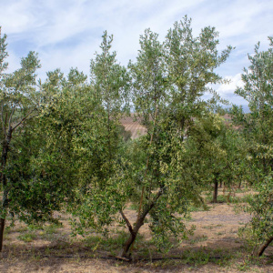I-39<sup>P</sup> Árbol
