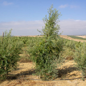 I-12<sup>P</sup> Árbol