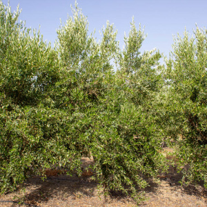 I-32<sup>P</sup> Árbol