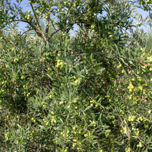 I-26<sup>P</sup> Detalle