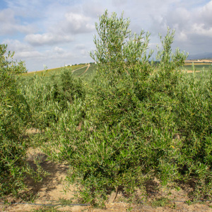 I-33<sup>P</sup> Árbol
