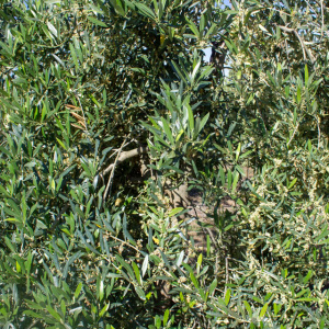 I-29<sup>P</sup> Detalle