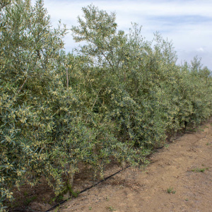 Hojiblanca I-53<sup>®</sup> Líneo