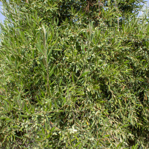 I-24<sup>P</sup> Detalle