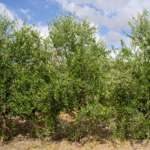 I-22<sup>P</sup> Árbol