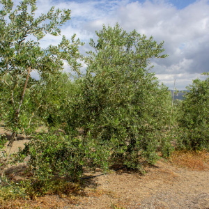 Picudo I-59<sup>®</sup> Líneo