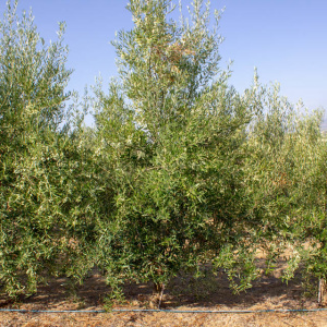 I-31<sup>P</sup> Árbol