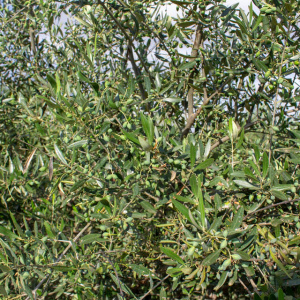 Koroneiki Clon I-38<sup>®</sup> Detalle