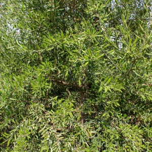 I-31<sup>P</sup> Detalle