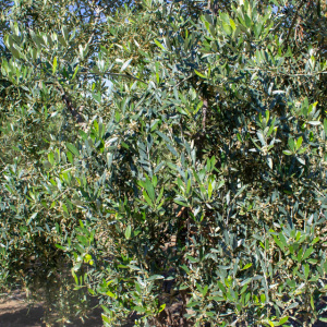 I-37<sup>P</sup> Detalle