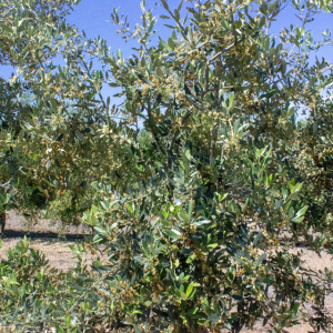 Picudo I-59<sup>®</sup> Detalle