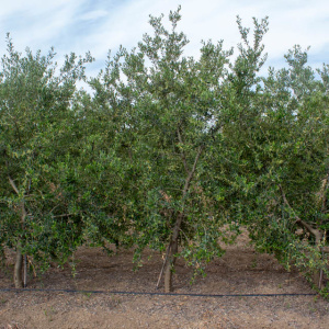 I-17<sup>P</sup> Árbol