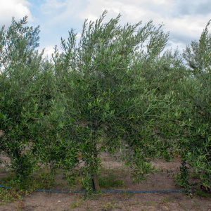 Coratina I-114<sup>®</sup> Árbol