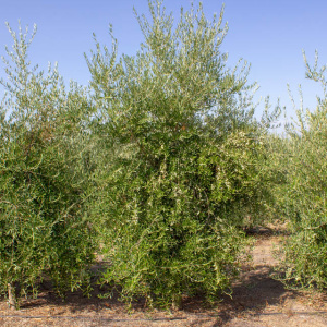 I-19<sup>P</sup> Árbol