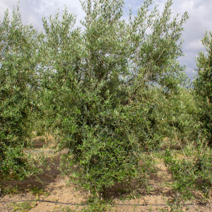 I-25<sup>P</sup> Árbol