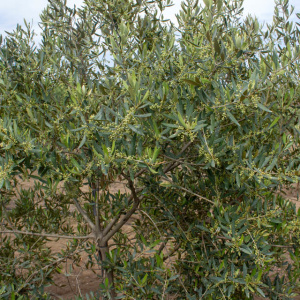 I-13<sup>P</sup> Detalle