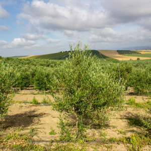I-47<sup>P</sup> Árbol