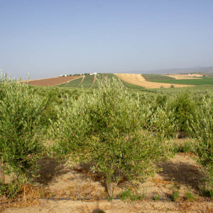 I-47<sup>P</sup> Árbol