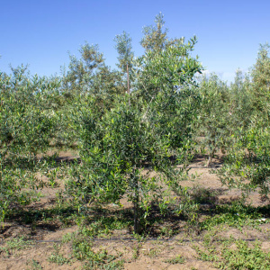 Coratina I-114<sup>®</sup> Árbol
