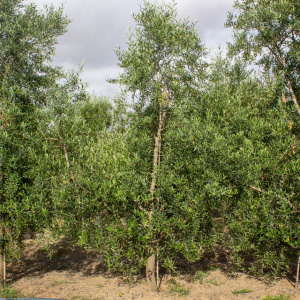 I-54<sup>P</sup> Árbol