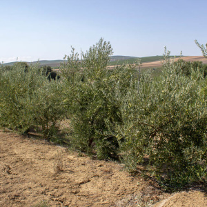 I-10<sup>P</sup> Líneo