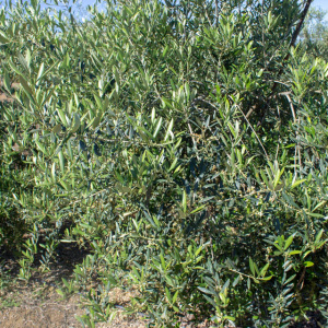I-48<sup>P</sup> Detalle