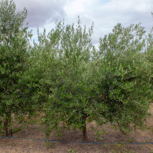 I-42<sup>P</sup> Árbol